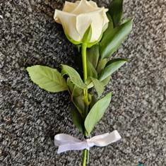 Single Rose