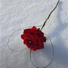 Single Roses