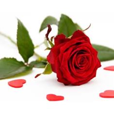 Single stemmed LUXURY ROSE