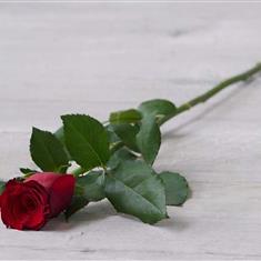 Standard Single Rose